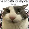 justanormalcat2014