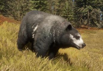 Thousands of Great and Rare Animals